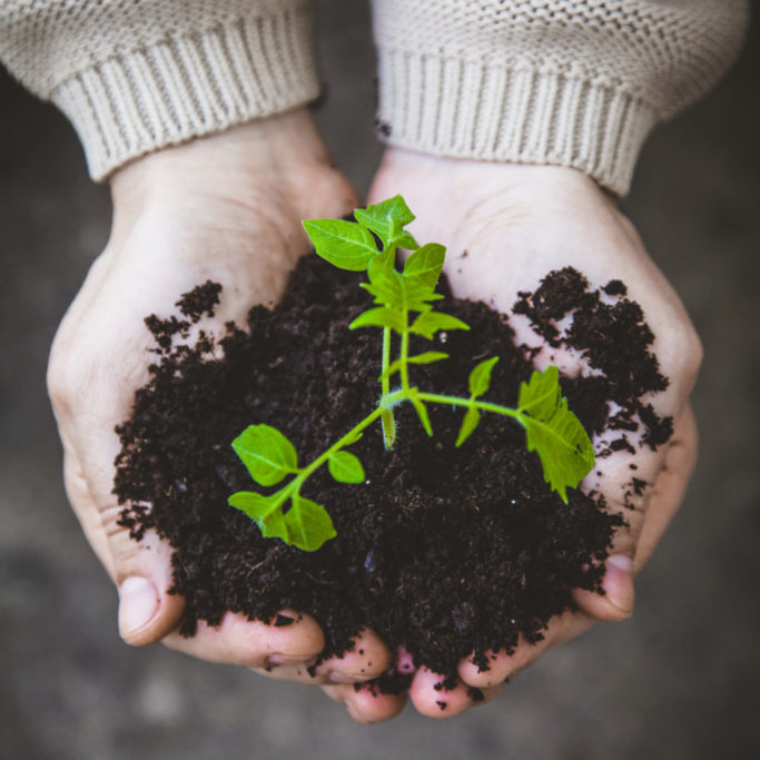 Garden seedling in farmer's hands Gardener with vegetable seedling. Spring garden. Plant seedling in farmers hands.