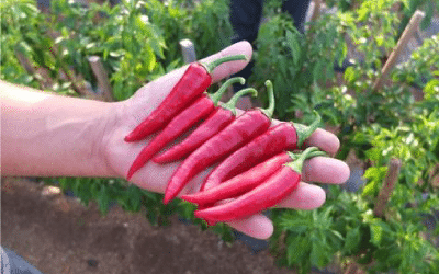 Cayenne Pepper – The Benefits for Your Health